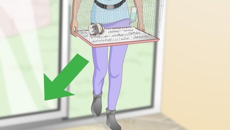 How to Keep Your Guinea Pig Cool in Hot Weather