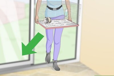 How to Keep Your Guinea Pig Cool in Hot Weather