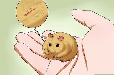 How to Take Care of a Found Injured Hamster