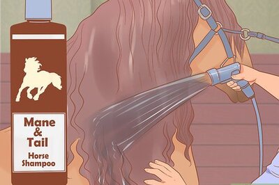How to Braid Your Horse's Mane for the Show Ring
