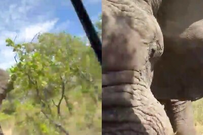 80-year-old American Woman Dies After Elephant Attacks Safari Vehicle in Africa; Video Goes Viral