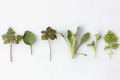 3 Herbs That Can Reduce Menstrual Pain For You Without Pain Relievers