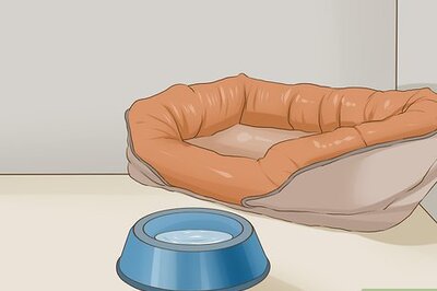 How to Introduce Your Dog to Its New Home