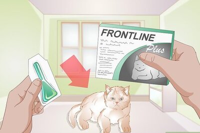How to Administer Frontline for Cats