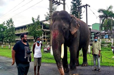 On World Elephant Day, Meet World's Oldest Asiatic Tusker Living King-sized Life in Assam's Tea Gardens