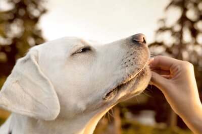 Genetic Testing for Dogs Can Help Identify Diseases and Enable Preventive Care for Them