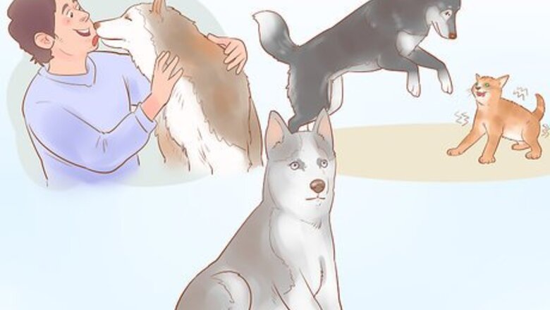 How to Buy a Siberian Husky Puppy
