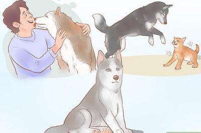 How to Buy a Siberian Husky Puppy