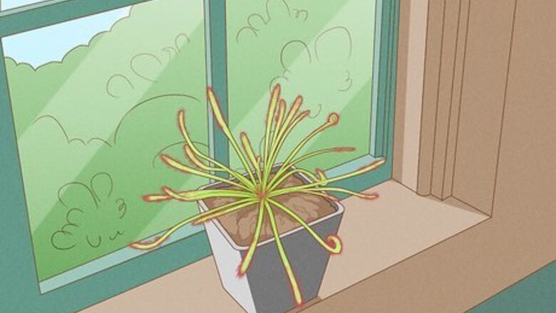 How to Raise Carnivorous Plants