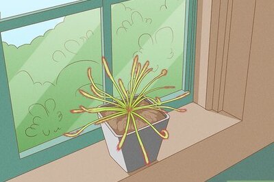 How to Raise Carnivorous Plants