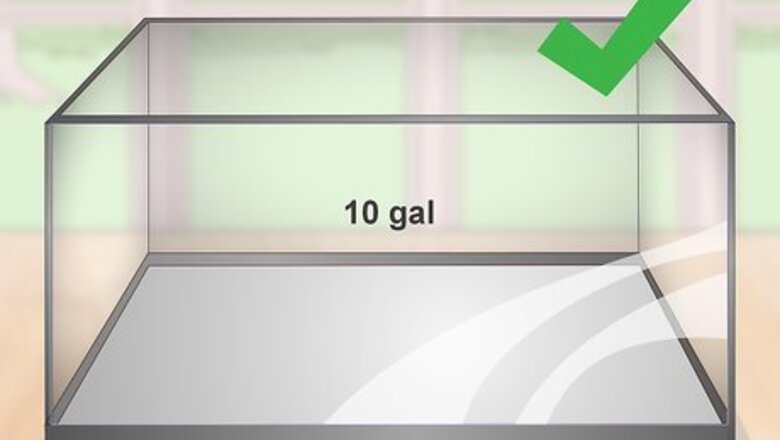 How to Keep a Goldfish Happy and Healthy