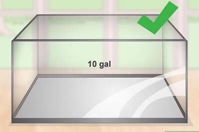 How to Keep a Goldfish Happy and Healthy