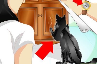 How to Train Your Cat Not to Scratch the Furniture