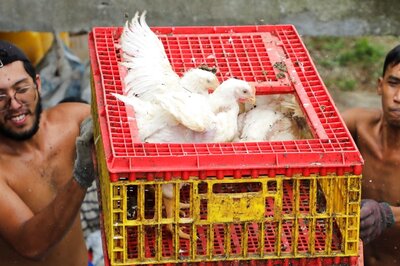 Malaysia Eases Chicken Export Ban After Singapore Protests Against Move
