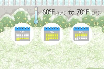 How to Grow Zucchini in Pots