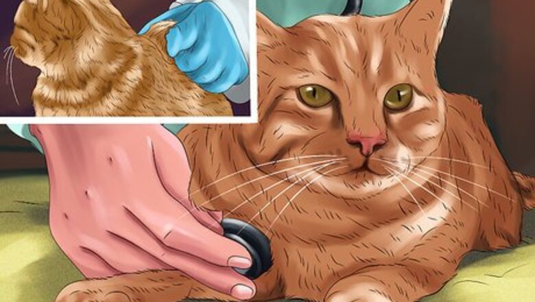 How to Detect and Treat Heart Murmurs in Cats