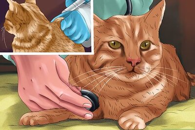 How to Detect and Treat Heart Murmurs in Cats