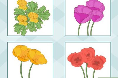 How to Plant Poppy Seeds