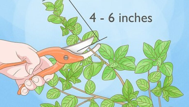 How to Grow Jasmine From Cuttings: 2 Easy Ways