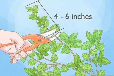 How to Grow Jasmine From Cuttings: 2 Easy Ways