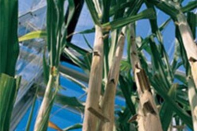 Grow sugarcane, reap sweet profits