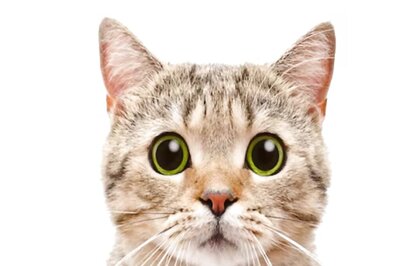 Cat In China Accidentally Sets House On Fire, Causes Rs 11 Lakh Damage