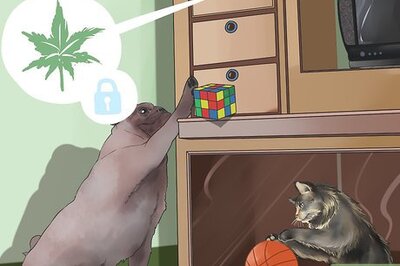 How to Prevent Marijuana Poisoning in Dogs and Cats