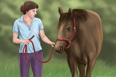 How to Cool a Horse