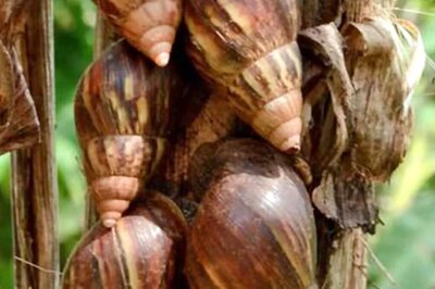 In Kerala's Kottayam, African Snails Are A New Menace For Farmers