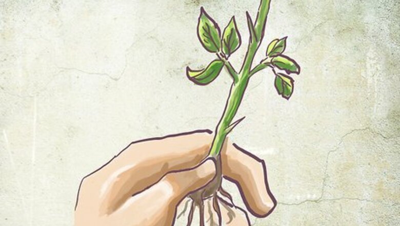 How to Plant a Bare Rooted Rose Bush in a Pot