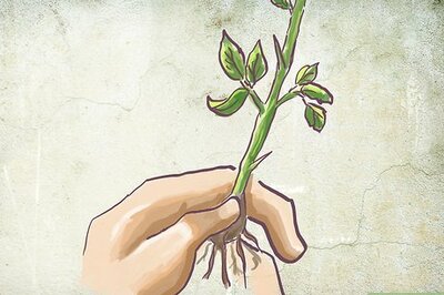 How to Plant a Bare Rooted Rose Bush in a Pot