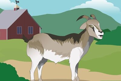 How to Show a Goat in 4H