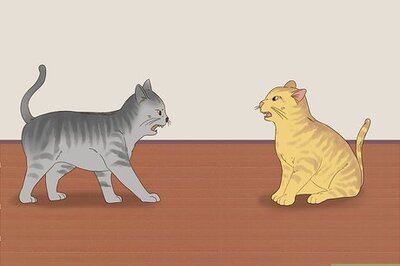 How to Know if Cats Are Playing or Fighting