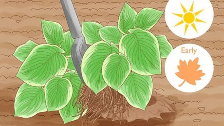 How to Divide a Hosta