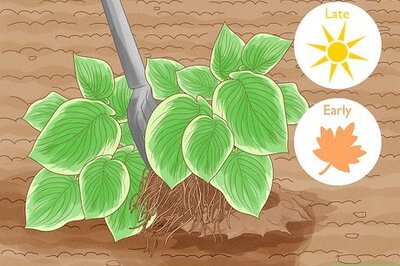 How to Divide a Hosta