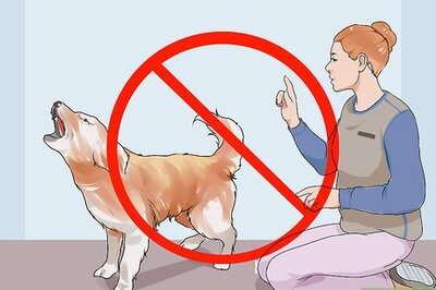 How to Stop a New Dog from Barking at Your Neighbors