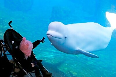 Commerce Secretary Sued In Plan To Move Whales For Research