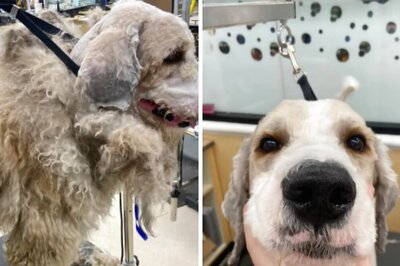 Dog Groomer Breaks Down In Tears Over Neglected Pup's Condition