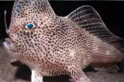 Meet The Handfish, The Rare Underwater Creature Which Walks On The Ocean Bed