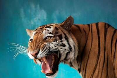 International Tiger Day 2023: Best Tiger Movies Of All Time