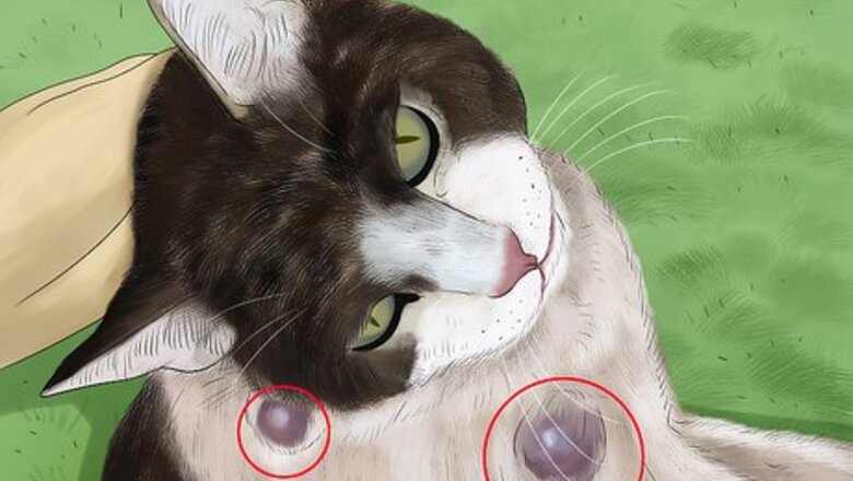 How to Diagnose and Treat Flea Allergies in Cats
