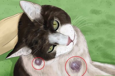 How to Diagnose and Treat Flea Allergies in Cats