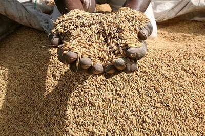 Government May Hike Paddy MSP by Rs 200 per Quintal to Woo Farmers Before 2019