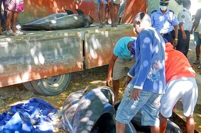 Seven More Dolphins Found Dead On Mauritius Beach Near Oil Spill