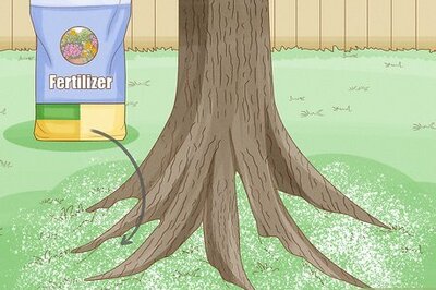 How to Fertilize Trees