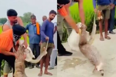 ‘Don’t Interfere With The Food Chain’: Internet Reacts To Violent Rescue Of Nilgai Calf From Python