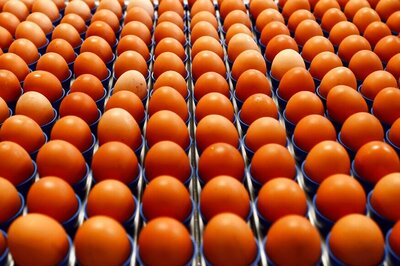 Man Arrested For Selling Plastic Eggs to Woman in Kolkata