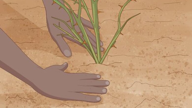 How to Plant Bare Root Roses