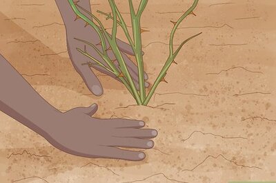 How to Plant Bare Root Roses