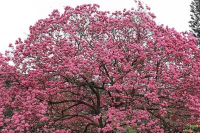 Bengaluru: Cubbon Park-Like Space To Come Up Soon In This Part of City | Details